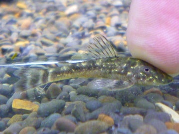 イングリッシュモルモット