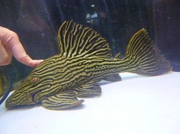 ジャンボセキセイインコ