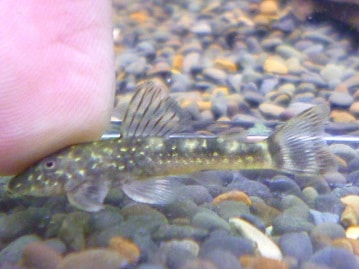 アビシニアンモルモット