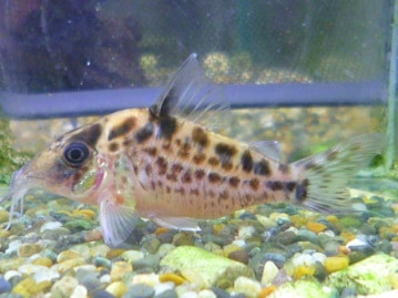 アビシニアンモルモット