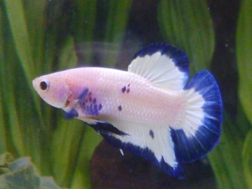 ジャンボセキセイインコ