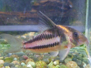 アビシニアンモルモット