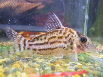 ジャンボセキセイインコ