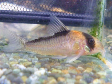 ジャンボセキセイインコ