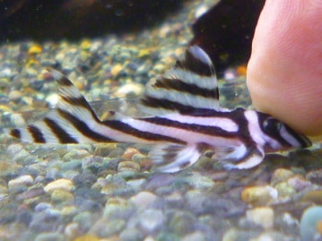 十姉妹（ジュウシマツ）