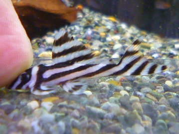 十姉妹（ジュウシマツ）