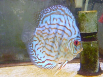 十姉妹（ジュウシマツ）