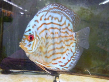 ヨーロッパ十姉妹