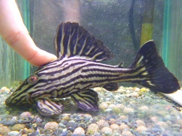 ジャンボセキセイインコ