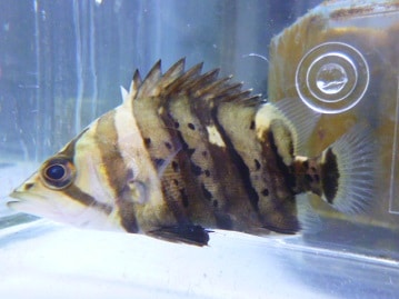 ヨーロッパ十姉妹