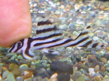 極小のトイプードルの女の子