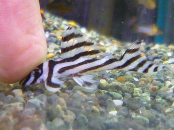 手乗りコザクラインコ　ノーマル　ヒナ　９月７日