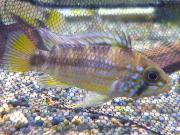 ヨーロッパ十姉妹