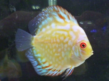 ジャンボセキセイインコ