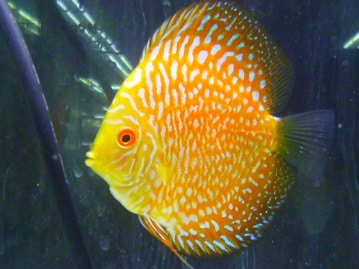 文鳥（ブンチョウ）