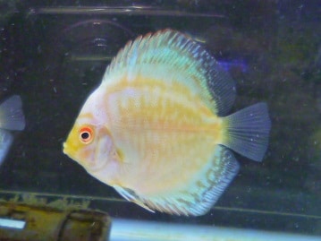 ジャンボセキセイインコ