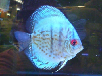 文鳥（ブンチョウ）