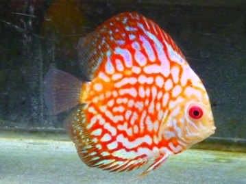 十姉妹（ジュウシマツ）