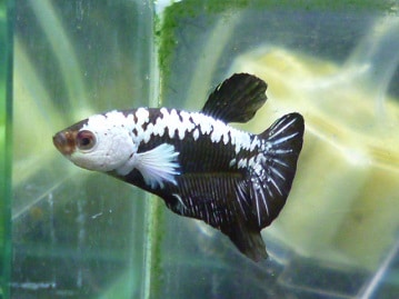 十姉妹（ジュウシマツ）