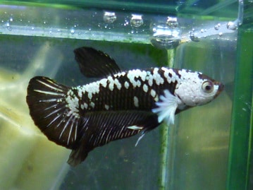 十姉妹（ジュウシマツ）