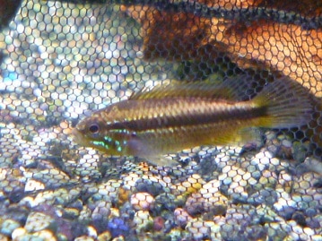 ネザーランドドワーフ