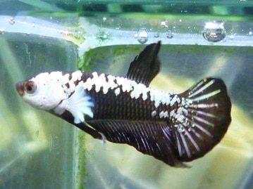 十姉妹（ジュウシマツ）