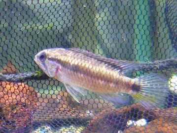 ネザーランドドワーフ