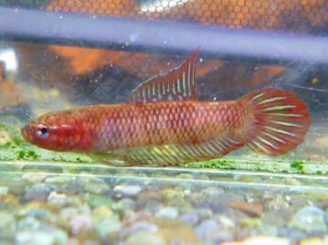 十姉妹（ジュウシマツ）