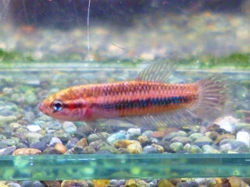 十姉妹（ジュウシマツ）