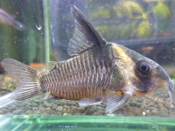 ネザーランドドワーフ