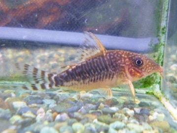 十姉妹（ジュウシマツ）