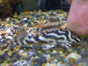 十姉妹（ジュウシマツ）