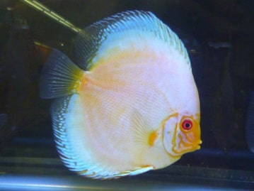 キエリボタンインコ