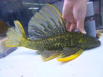 ネザーランドドワーフ