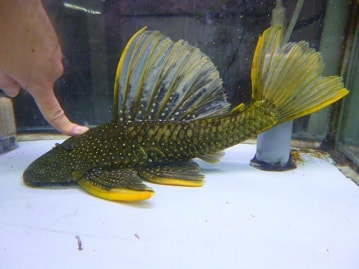 ネザーランドドワーフ