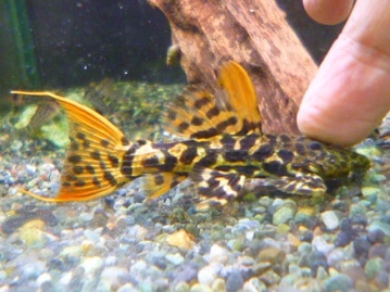 とっても可愛いミヌエット女の子　　　２０１９年１１月１日撮影