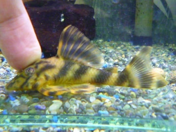 アキクサインコ（秋草インコ）