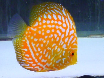 アキクサインコ（秋草インコ）