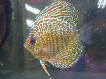 ルリコンゴウインコ