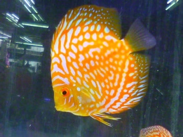 アキクサインコ（秋草インコ）