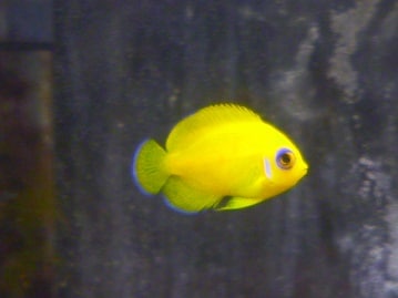 アキクサインコ（秋草インコ）