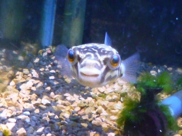 アキクサインコ（秋草インコ）