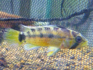 アキクサインコ（秋草インコ）