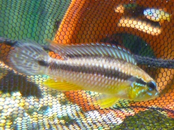 アキクサインコ（秋草インコ）