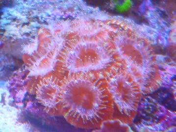 アキクサインコ（秋草インコ）