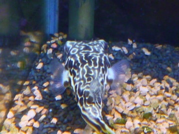 チョウショウバト