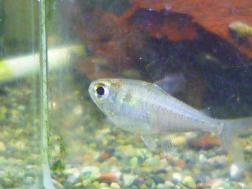 チョウショウバト