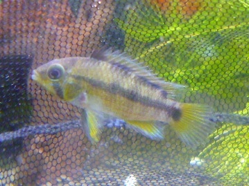 アキクサインコ（秋草インコ）