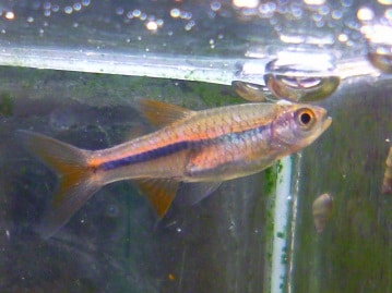 アキクサインコ（秋草インコ）