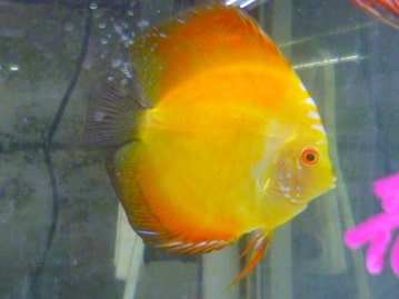 アメリカンクレステッドモルモット